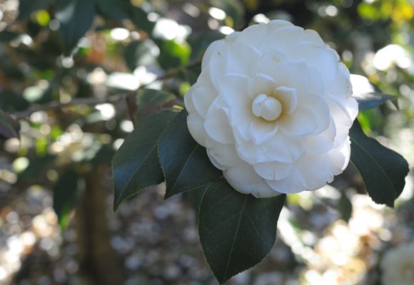 Camelia Ochroleuca, Villa Reale di Marlia