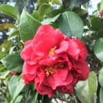 Camelia Conspicua nel parco di Villa Reale Marlia