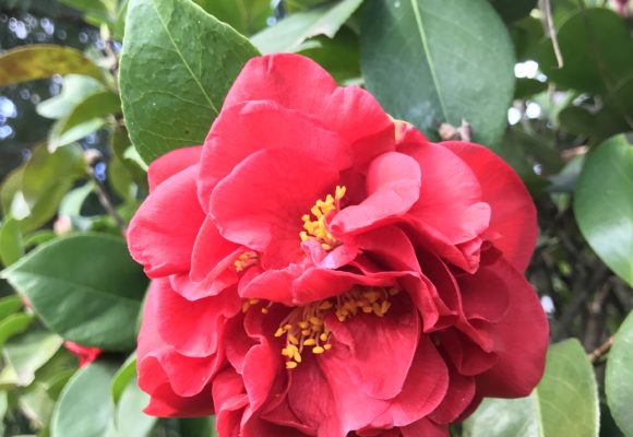 Camelia Conspicua nel parco di Villa Reale Marlia