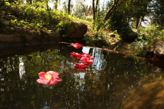fiori di camelia nel lago - Villa Marlia