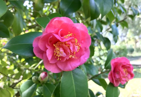 Camelia Chandlerii - giardini Villa Reale