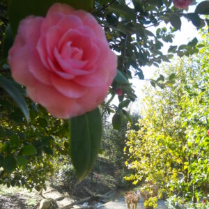 Camelia Sacco - Marlia