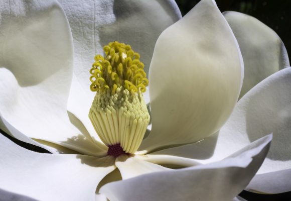 Magnolia percorso olfattivo di Villa Reale di Marlia
